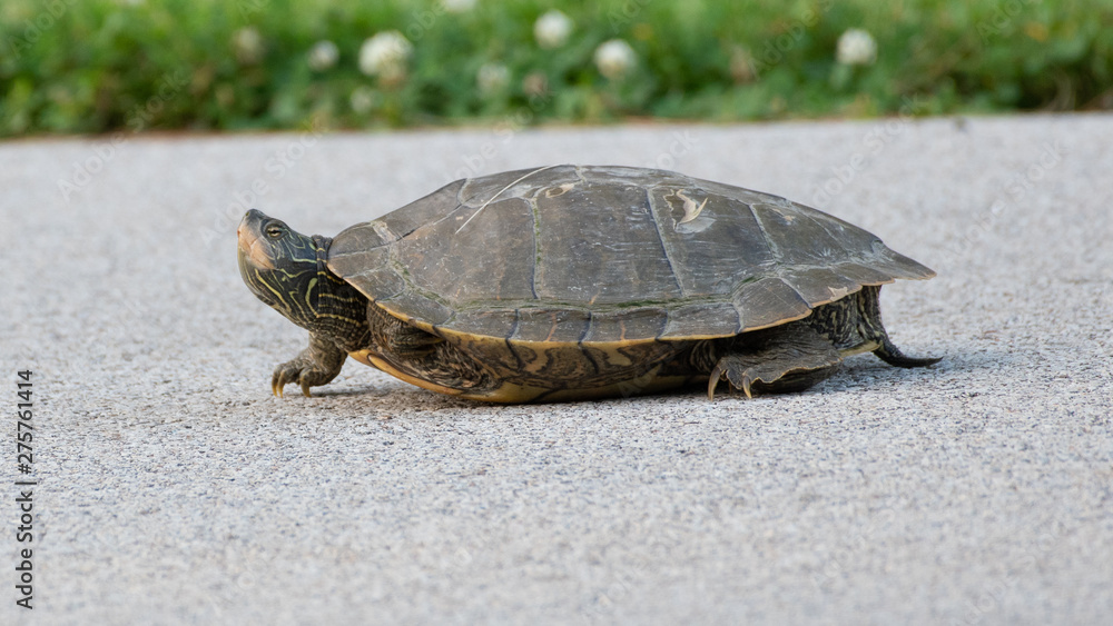 Obraz premium turtle on the road