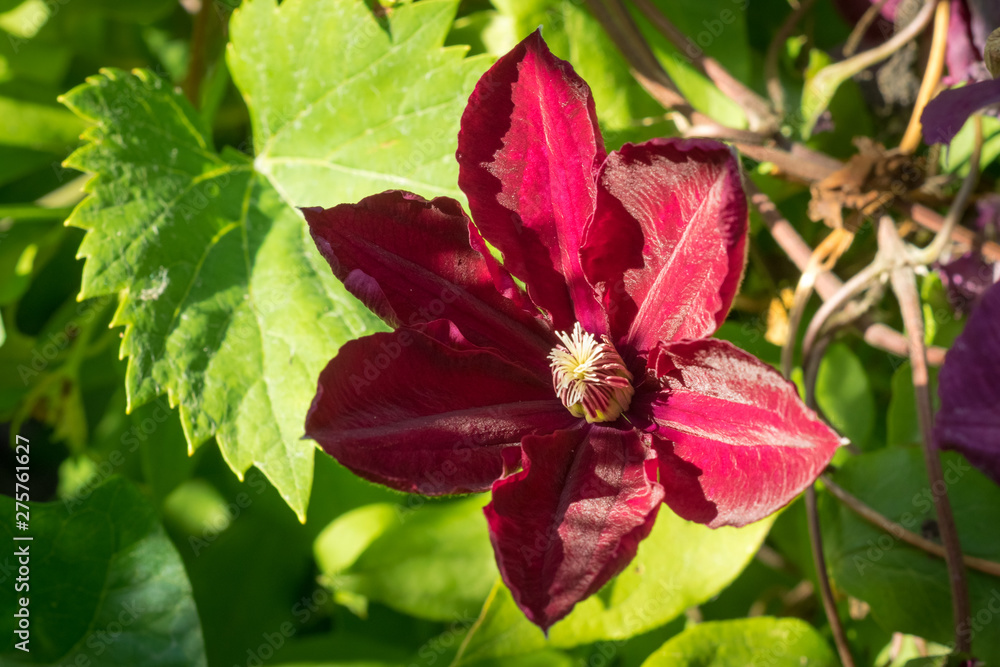 Large flowered Clematis cultivar with deep red burgundy color in a backyard garden Large flowered Clematis cultivar with deep red burgundy color in a backyard garden