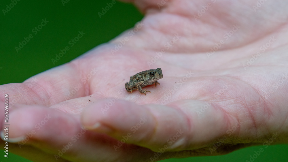 toad