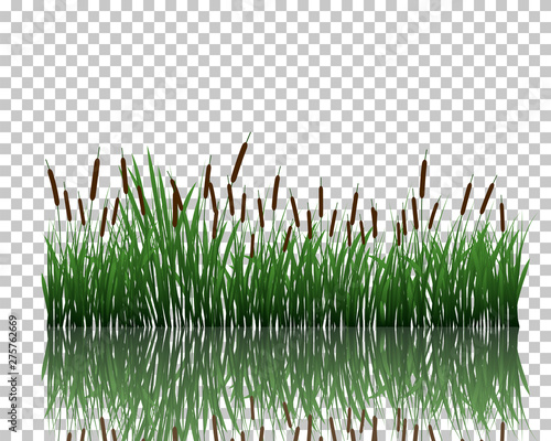 meadow with reflection