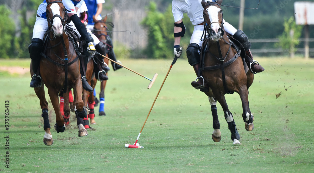 Foto Stock Horse polo player use a mallet hit ball, battle in horse polo  sport. | Adobe Stock