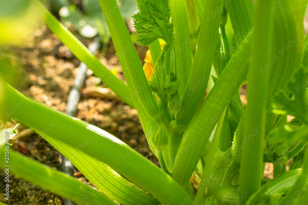Natural orchard, ecological and bio growing plants Natural orchard, ecological and bio growing plants