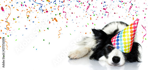 Banner dog party. Border collie celebrating birthday  carnival or new year with a polka dot hat with a tired expression face. Isolated on white background.
