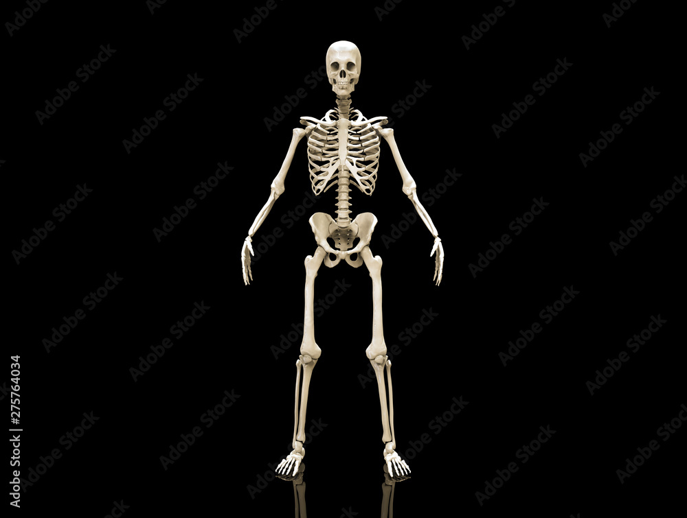 Human Skeleton isolated - 3d render Human Skeleton isolated - 3d render