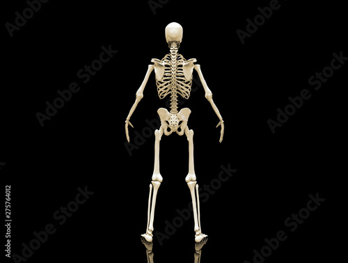 Human Skeleton isolated - 3d render © jim