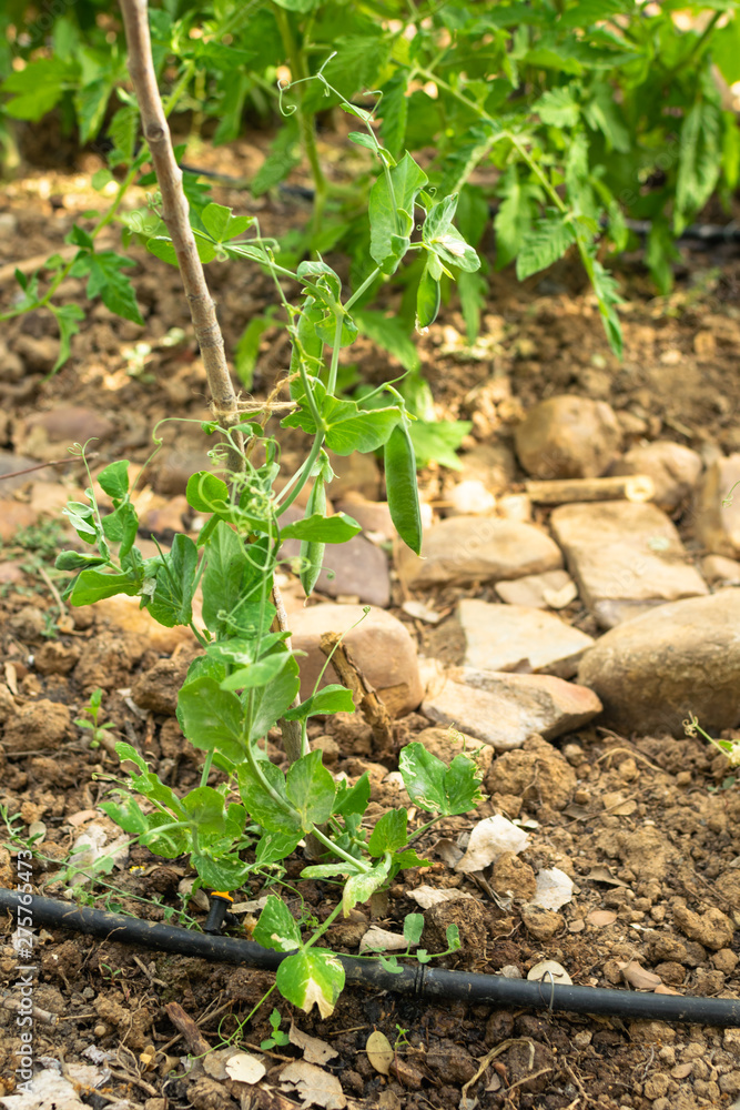 Natural orchard, ecological and bio growing plants Natural orchard, ecological and bio growing plants