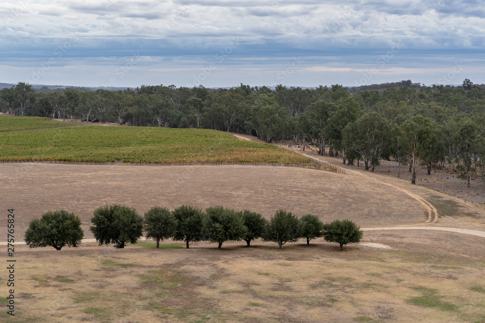 Stunning view of a vineyard on a winery Tour in Victoria, Australia