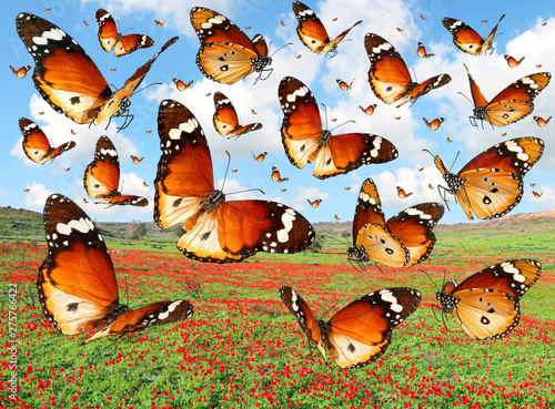Butterflies flying over the meadows, blooming red flowers 