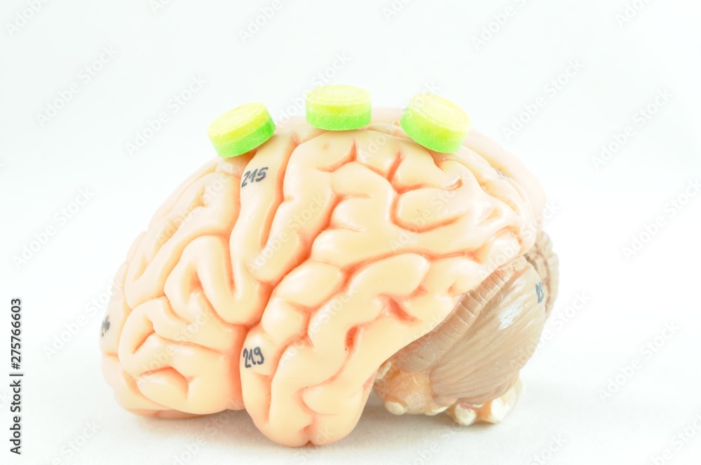 Human Brain Anatomy Model Stock Photo Adobe Stock Human Brain Anatomy Model Stock Photo Adobe Stock