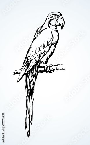 Parrot bird icon. Vector drawing