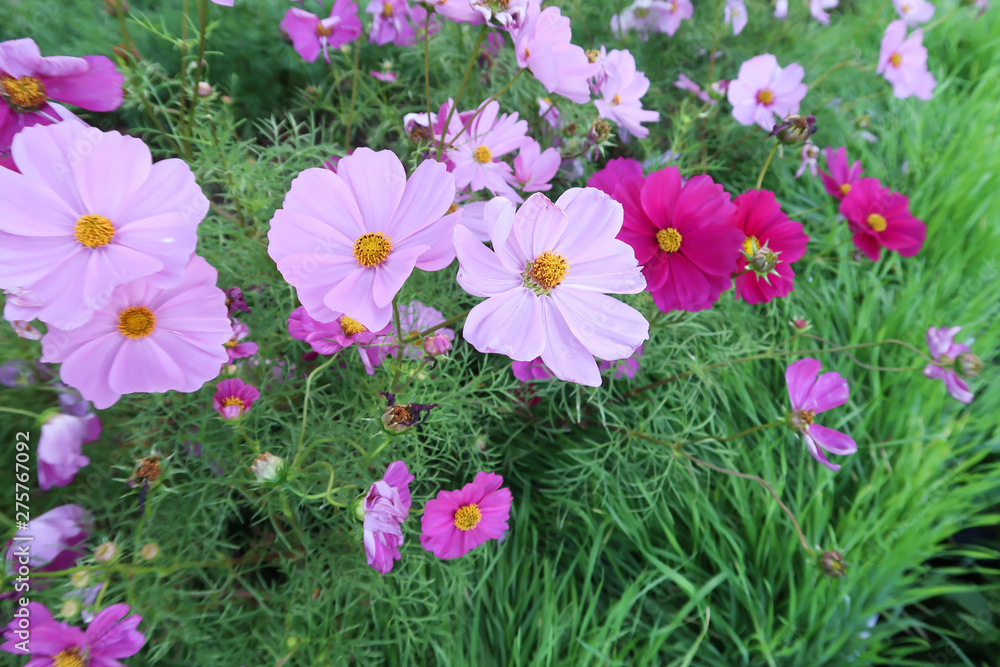 Cosmos bipinnatus, beautiful pink flowers on a green leaf background, copy space
