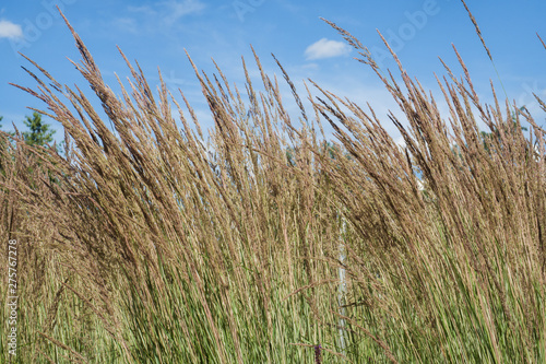 High ears of grass against the blue sky.