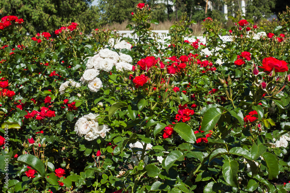 Flowering rose bushes in the summer garden. Flowering rose bushes in the summer garden.
