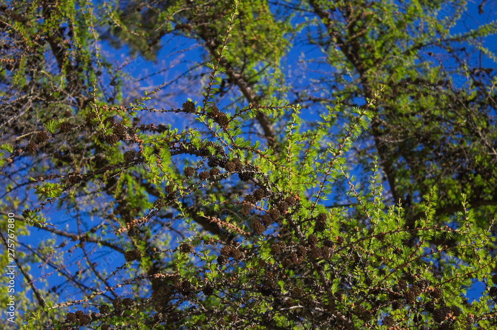 Unusual conifer on a crystal clear blue sky Unusual conifer on a crystal clear blue sky