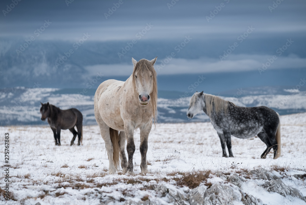 Three wild horses in a winter landscape in Bosnia Three wild horses in a winter landscape in Bosnia
