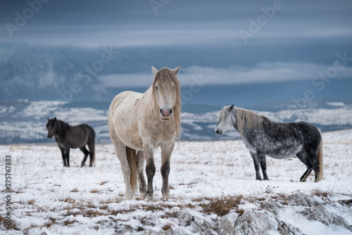 Three wild horses in a winter landscape in Bosnia © Michael Schnabl