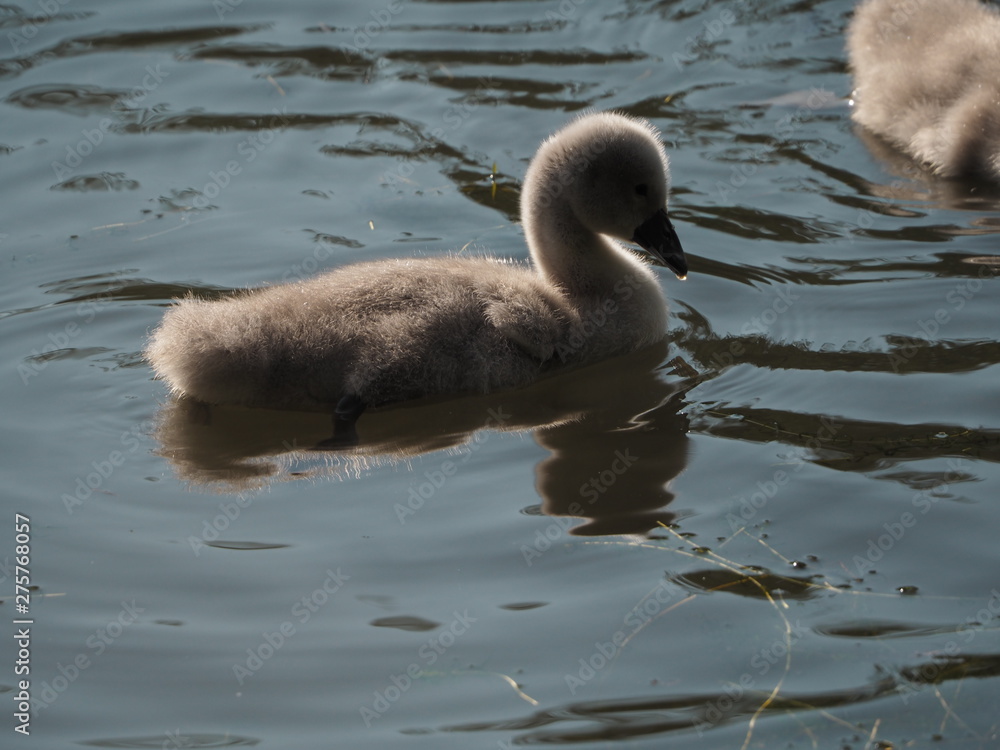 A new born cygnet taking to the water. 