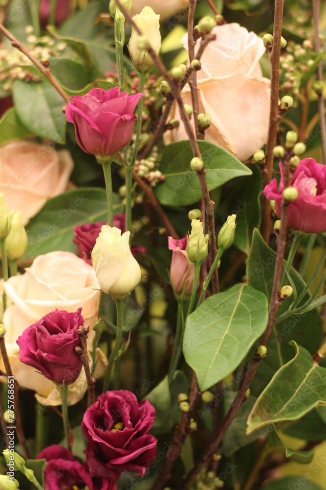 roses roses
