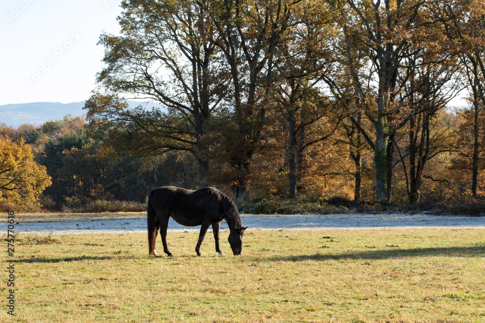 Horse and autumn season, Auvergne, France. Horse and autumn season, Auvergne, France.