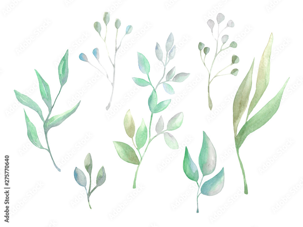 Set of leaves and wild herbs. Watercolor herbs