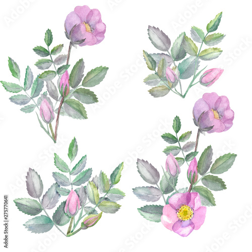 Four compositions of wild roses and leaves. Watercolor pink flowers and branches. Hand-drawn illustration