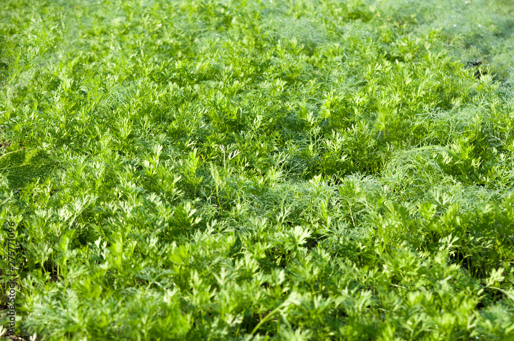 green fresh lettuce on the bed in the morning in summer green fresh lettuce on the bed in the morning in summer