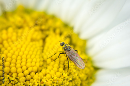 Garden flower, marguerite daisy with insect