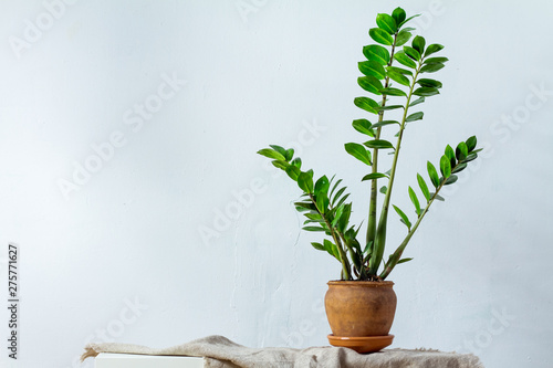 Green flower houseplant zamiokulkas or dollar tree growing in clay brown pot standing on natural fabric isolated on white background photo
