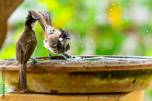 Red-whiskered bulbul taking a bath in clay bowl of water