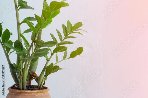 Closeup of green flower houseplant zamiokulkas or dollar tree growing in clay brown pot isolated on white-pink textural background