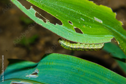 fall armyworm Spodoptera frugiperda on corn leaf. Corn leaves damage by worms