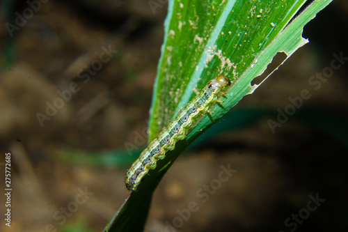 fall armyworm Spodoptera frugiperda on corn leaf. Corn leaves damage by worms photo