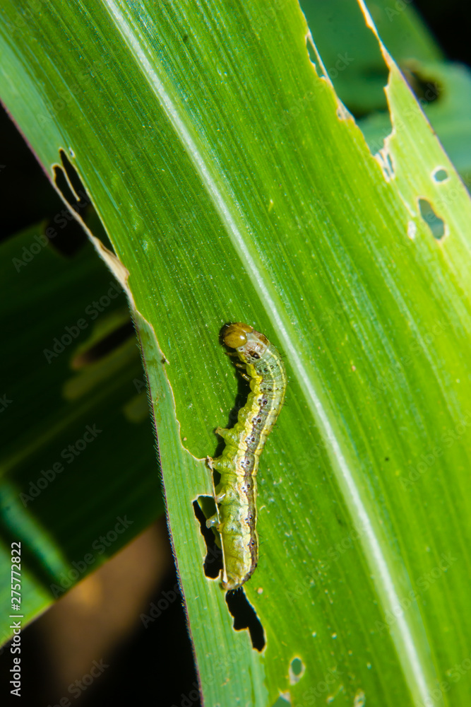 fall armyworm Spodoptera frugiperda on corn leaf. Corn leaves damage by worms fall armyworm Spodoptera frugiperda on corn leaf. Corn leaves damage by worms