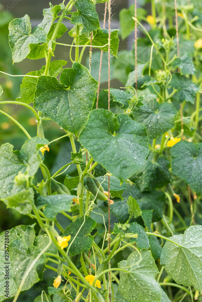 Plantation of cucumbers in a hotbed. Escapes of a liana cling to vertically tense support from a rope. It is a lot of ripened fruits Plantation of cucumbers in a hotbed. Escapes of a liana cling to vertically tense support from a rope. It is a lot of ripened fruits