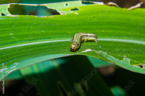 fall armyworm Spodoptera frugiperda on corn leaf. Corn leaves damage by worms
