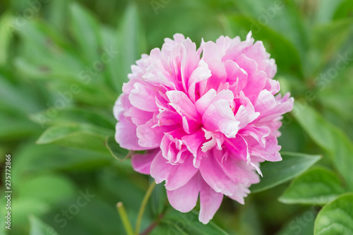 Terry magnificent pink flower of a peony against the background of green leaves