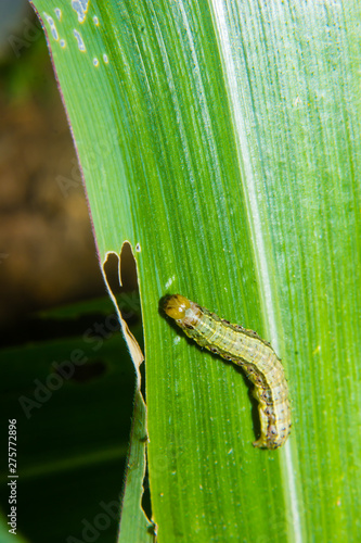 fall armyworm Spodoptera frugiperda on corn leaf. Corn leaves damage by worms