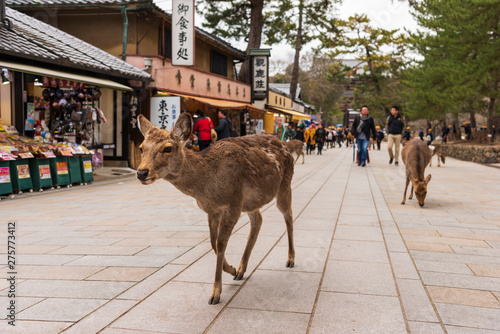 A local Japan deers in nara park. world heritage city in Japan