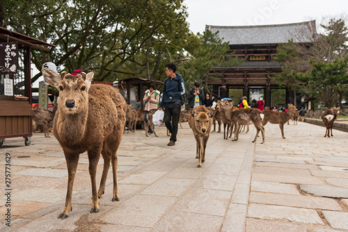 A local Japan deers in nara park. world heritage city in Japan