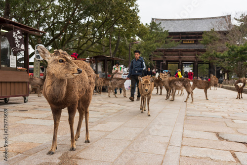 A local Japan deers in nara park. world heritage city in Japan