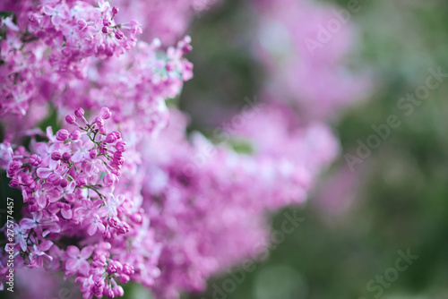 Fototapeta Naklejka Na Ścianę i Meble -  Blossoming purple lilacs in the spring. Selective soft focus, shallow depth of field. Blurred image, spring background.