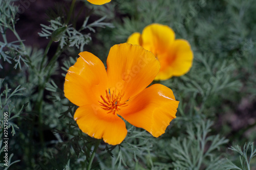 beautiful orange flowers in a private garden