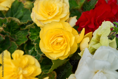 close up of yellow bright flowers of tuberous begonias (Begonia tuberhybrida) blooming in garden