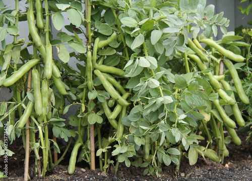 Wallpaper Mural A Crop of Broad Bean Plants Ready for Harvesting. Torontodigital.ca