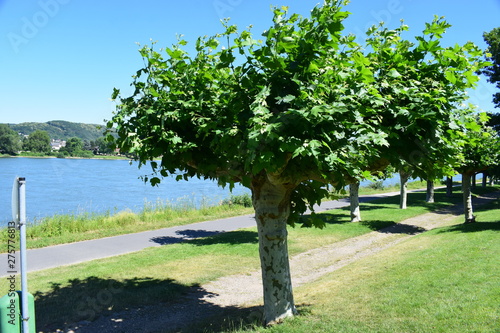 Rheinpromenade Bad Breisig photo