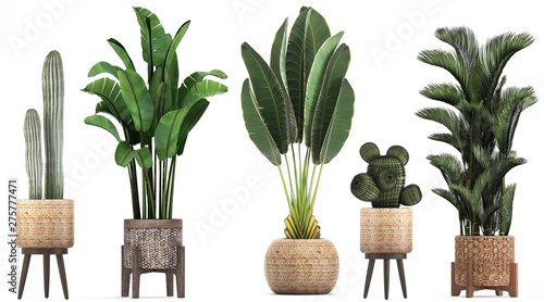 collection of ornamental plants in pots 