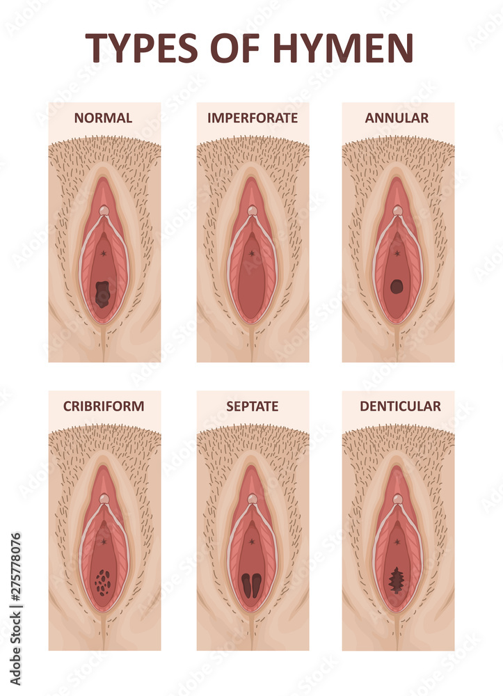 Anatomy vagina Vagina —