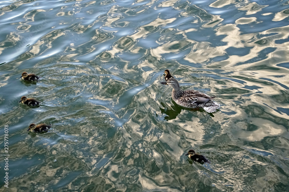 The family is a duck and its ducklings. Pond with a sunny day and waterfowl. good mood. The family is a duck and its ducklings. Pond with a sunny day and waterfowl. good mood.