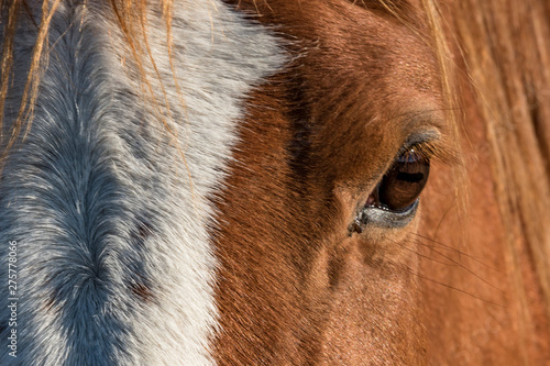 Horse and autumn season, Auvergne, France.