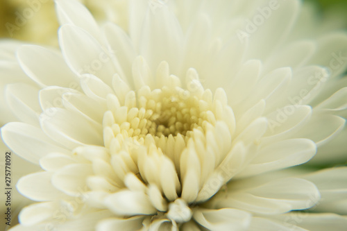 Chrysanthemum flower on white background  close up. © Araya